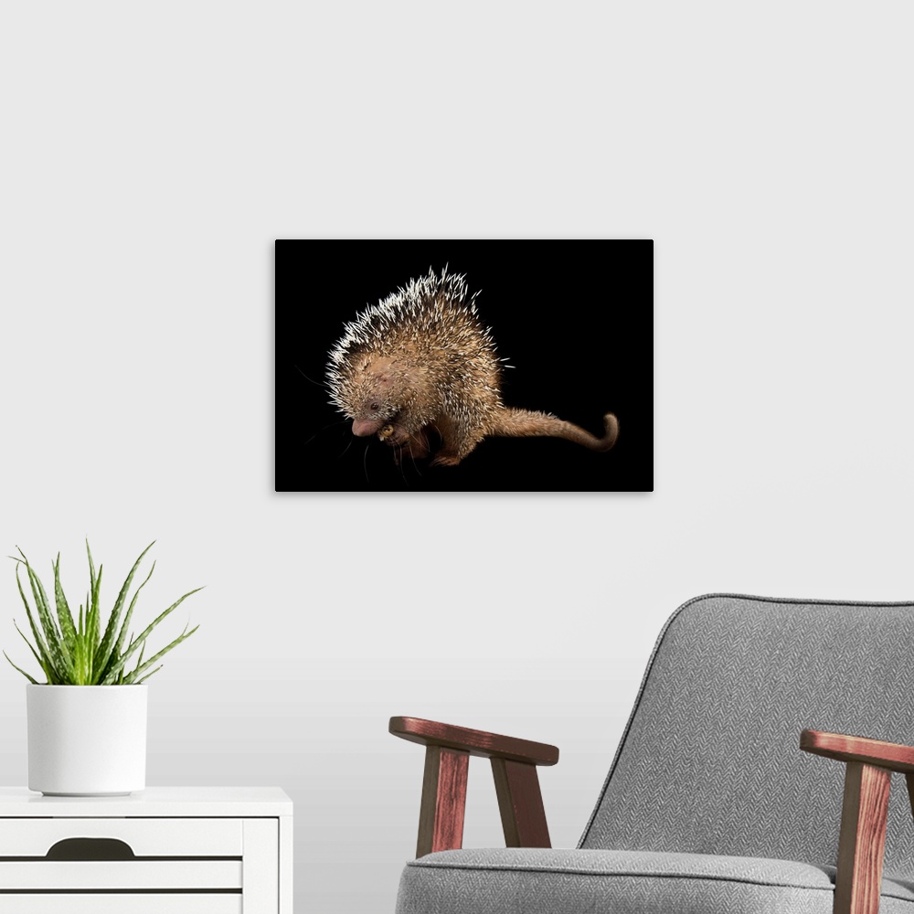 A modern room featuring A juvenile prehensile tailed porcupine, Coendou prehensilis, at the Saint Augustine Alligator Far...