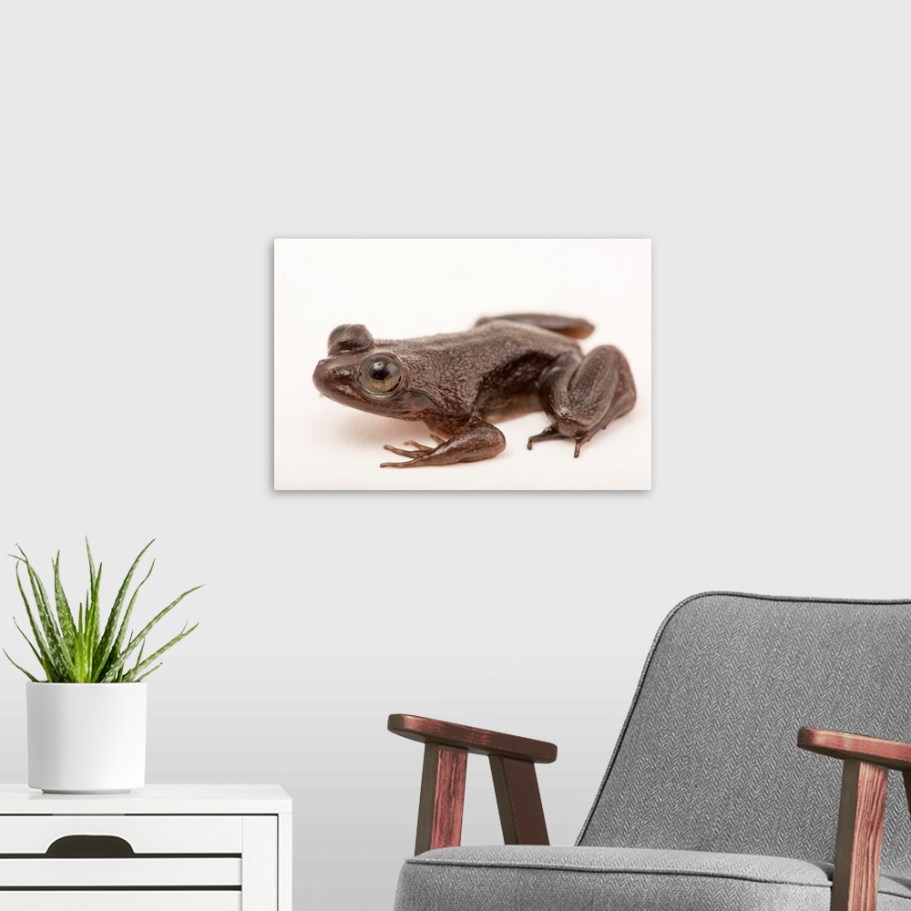 A modern room featuring A juvenile Togo slippery frog, Conraua derooi.
