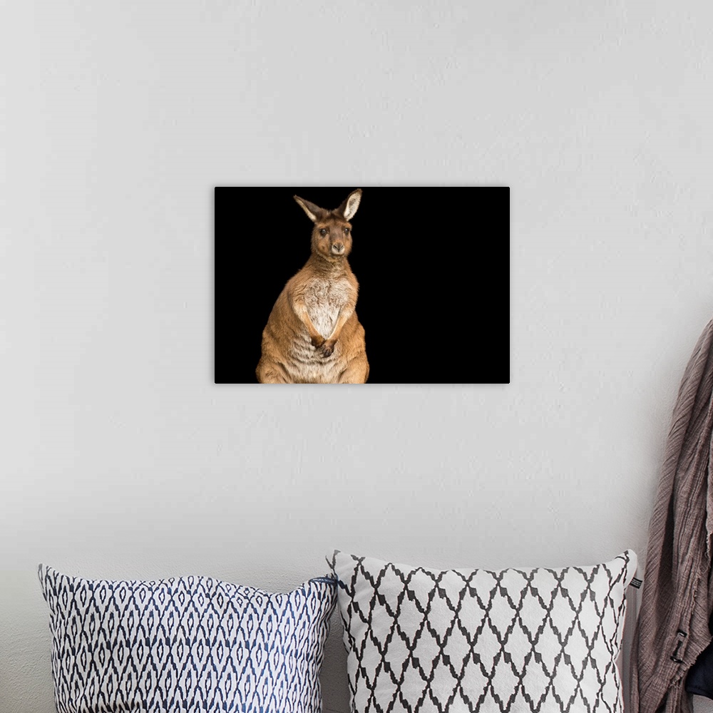 A bohemian room featuring A Kangaroo Island kangaroo, Macropus fuliginosus, at Healesville Sanctuary.
