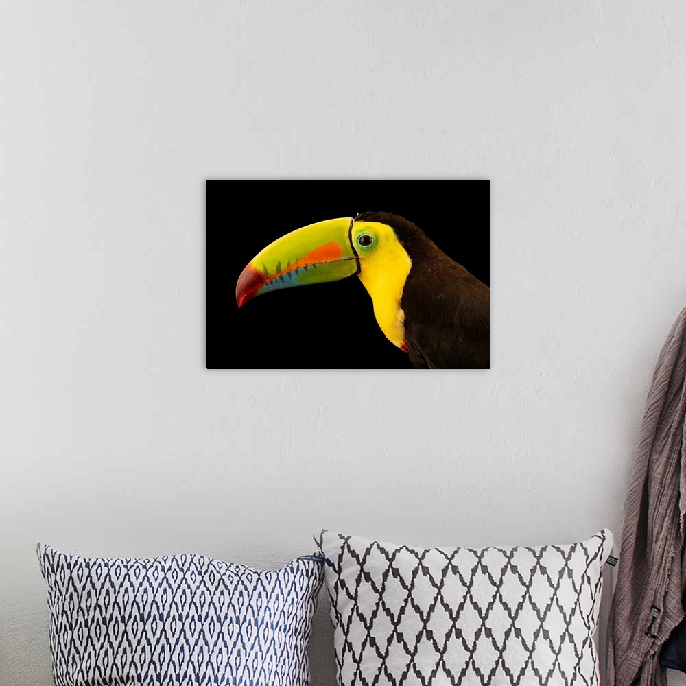 A bohemian room featuring A keel-billed toucan (Ramphastos sulfuratus brevicarinatus) at the Toucan Rescue Ranch in Costa R...