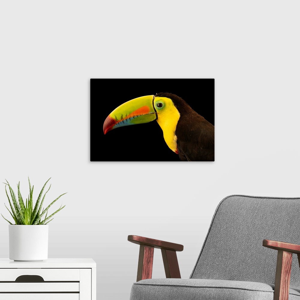 A modern room featuring A keel-billed toucan (Ramphastos sulfuratus brevicarinatus) at the Toucan Rescue Ranch in Costa R...