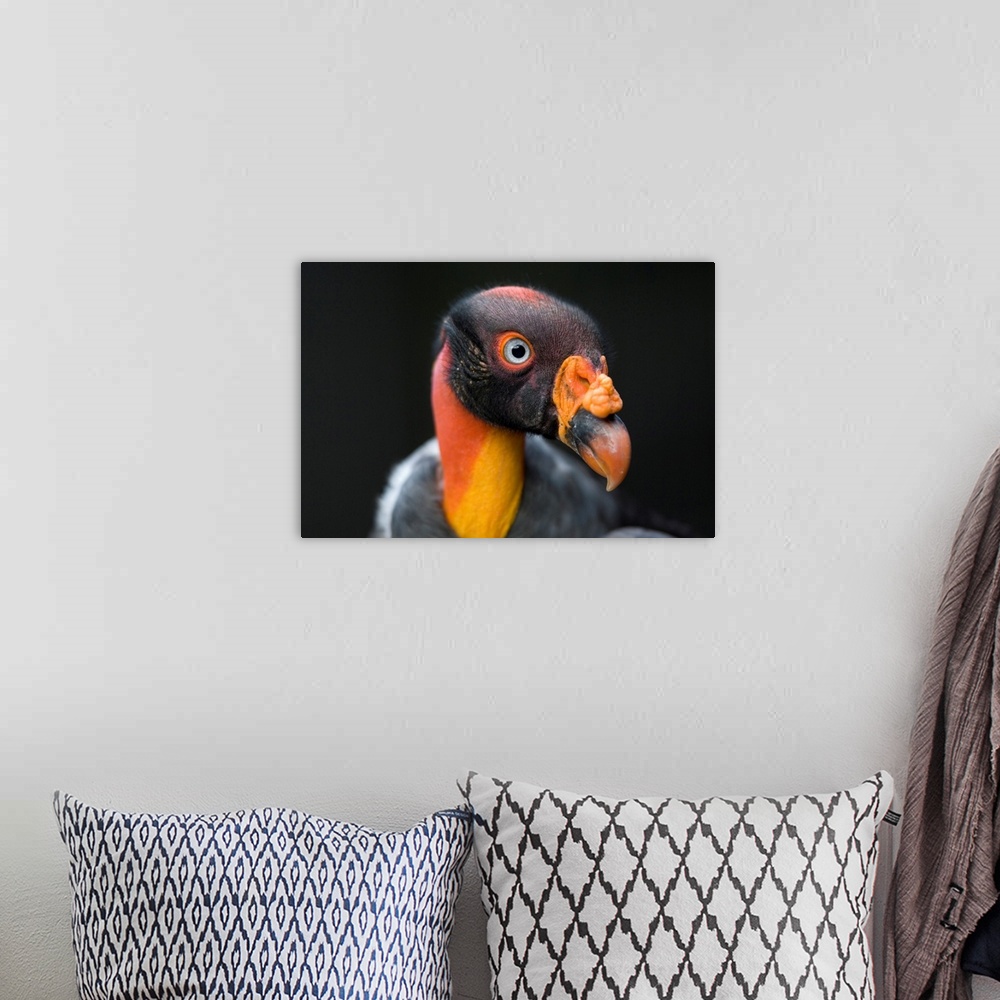 A bohemian room featuring A King Vulture at the Sedgwick County Zoo.