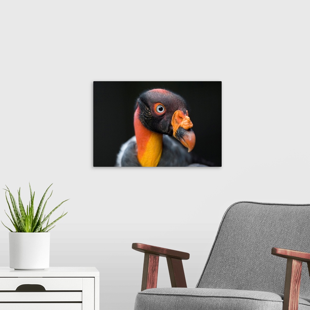 A modern room featuring A King Vulture at the Sedgwick County Zoo.