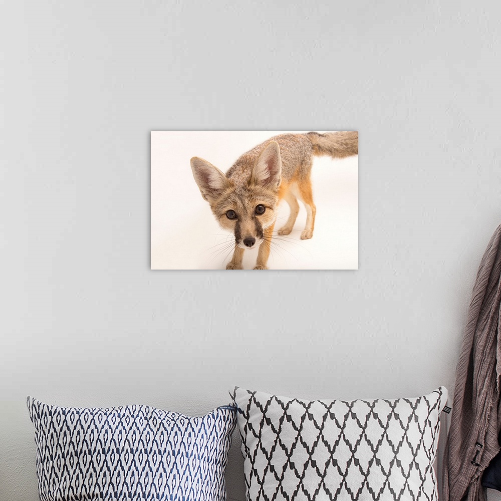 A bohemian room featuring A kit fox, at The Living Desert in Palm Desert, California