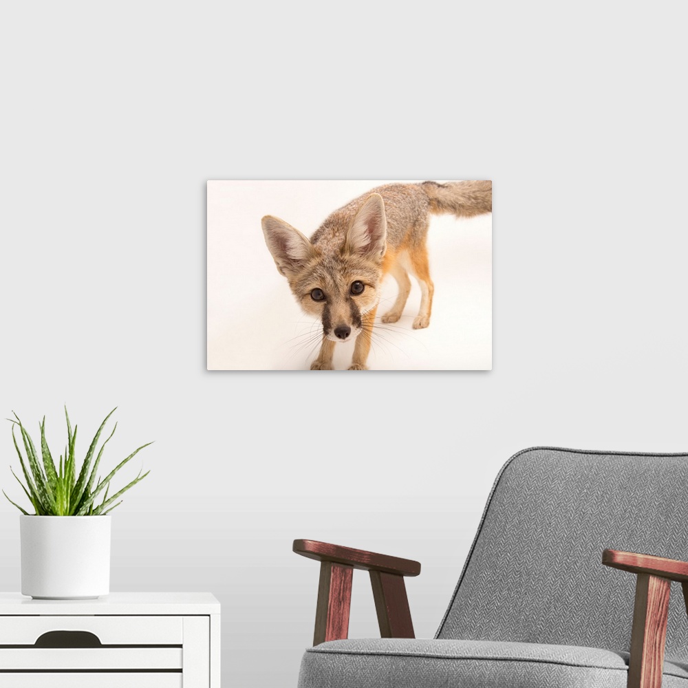 A modern room featuring A kit fox, at The Living Desert in Palm Desert, California