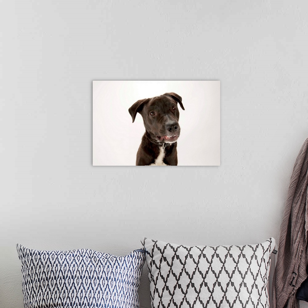 A bohemian room featuring A studio portrait of Brody, a lab mix.