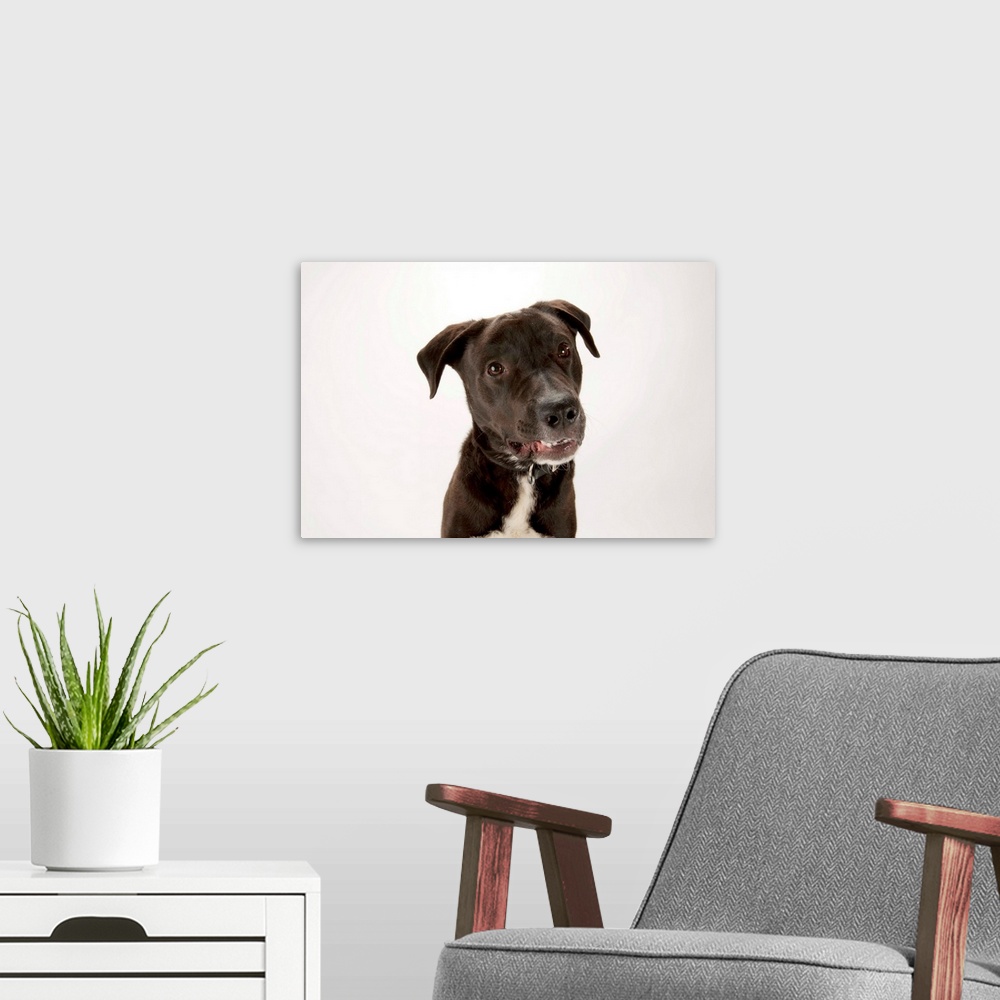 A modern room featuring A studio portrait of Brody, a lab mix.