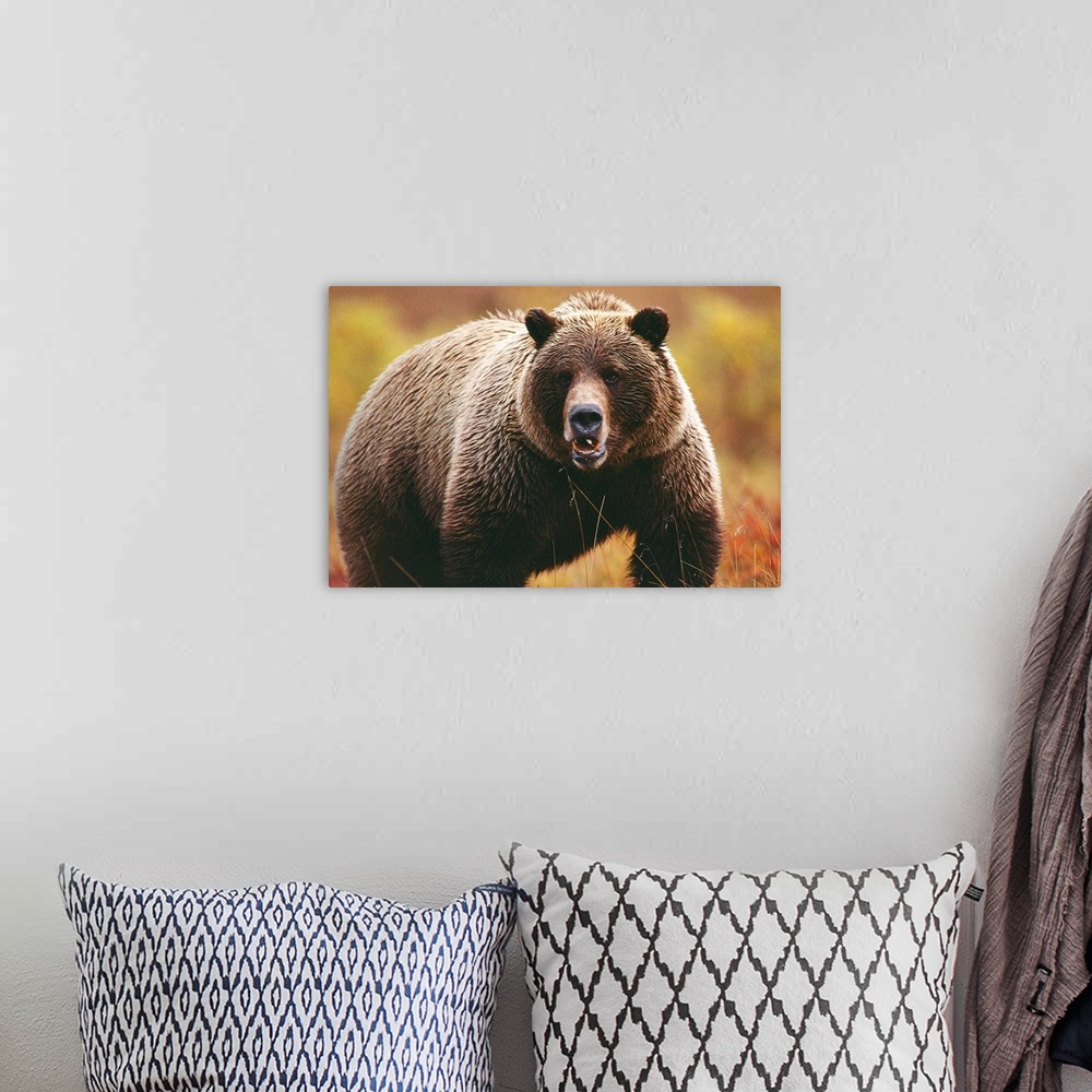 A bohemian room featuring A large adult grizzly bear faces the camera.