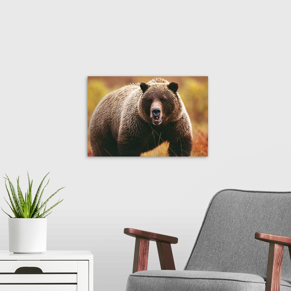 A modern room featuring A large adult grizzly bear faces the camera.