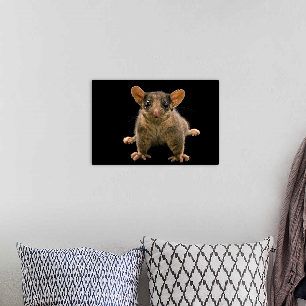 A bohemian room featuring A Leadbeater's possum, Gymnobelideus leadbeateri, at Healesville Sanctuary.