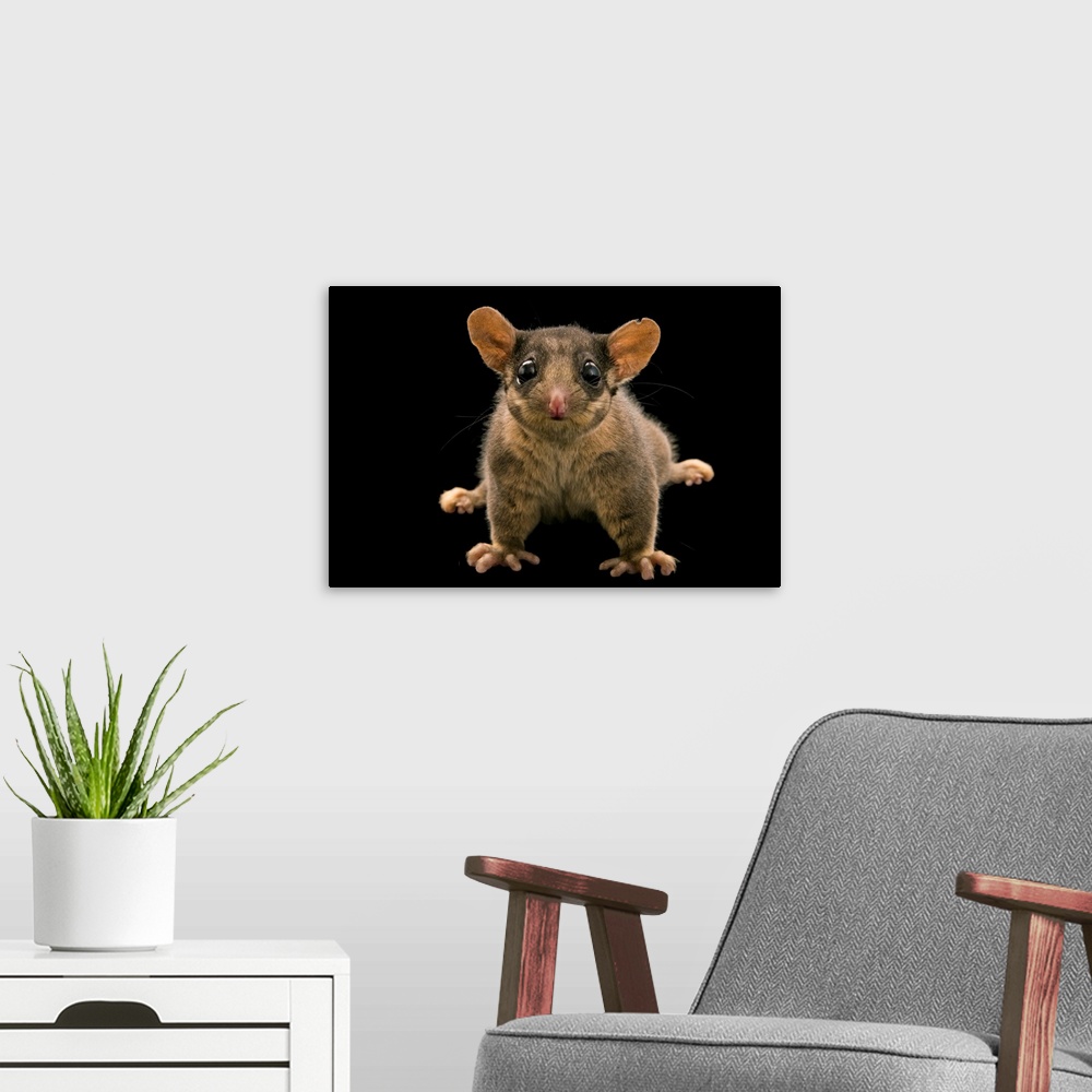 A modern room featuring A Leadbeater's possum, Gymnobelideus leadbeateri, at Healesville Sanctuary.