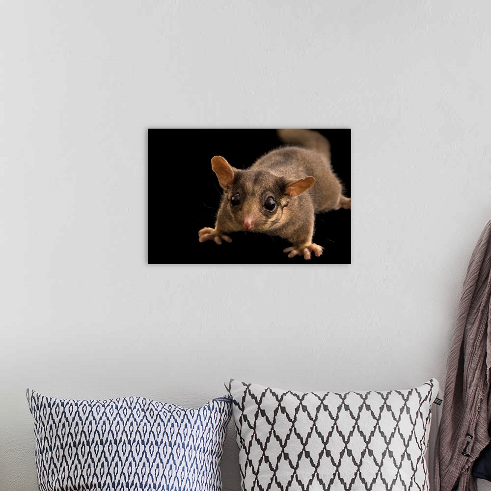 A bohemian room featuring A Leadbeater's possum, Gymnobelideus leadbeateri, at Healesville Sanctuary.