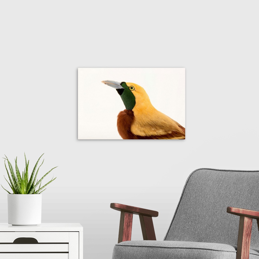 A modern room featuring A lesser bird-of-paradise, Paradisaea minor.