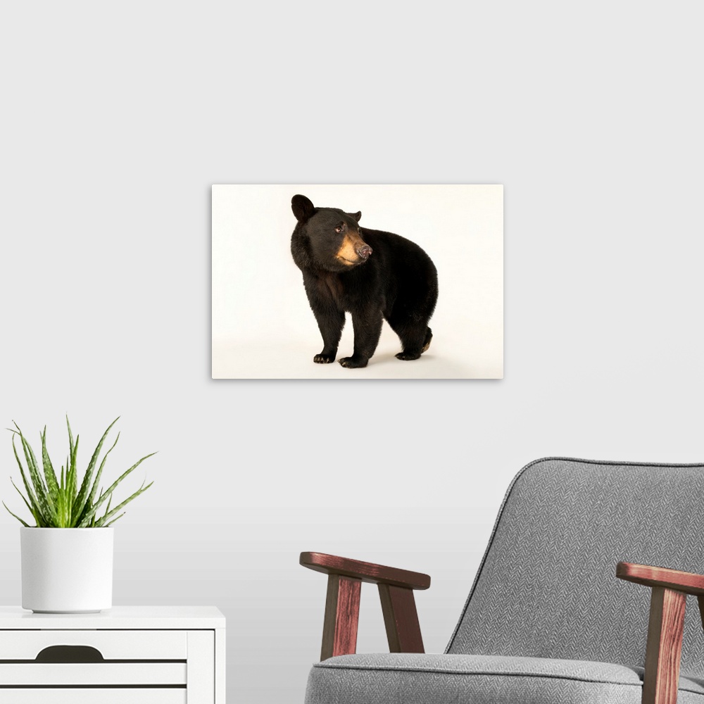 A modern room featuring A Louisiana black bear, Ursus americanus luteolus, at the Caldwell Zoo.