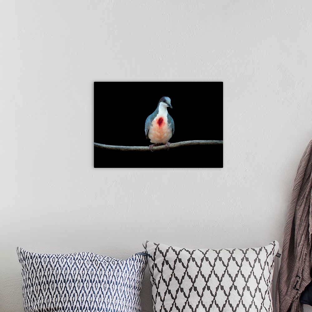 A bohemian room featuring A Luzon Bleeding-heart dove, Gallicolumba luzonica.