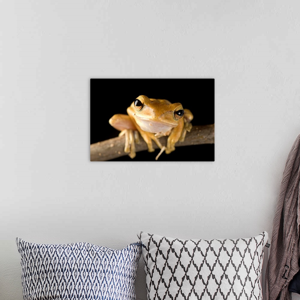 A bohemian room featuring A Malaysian golden gliding frog (Polypedates leucomystax).