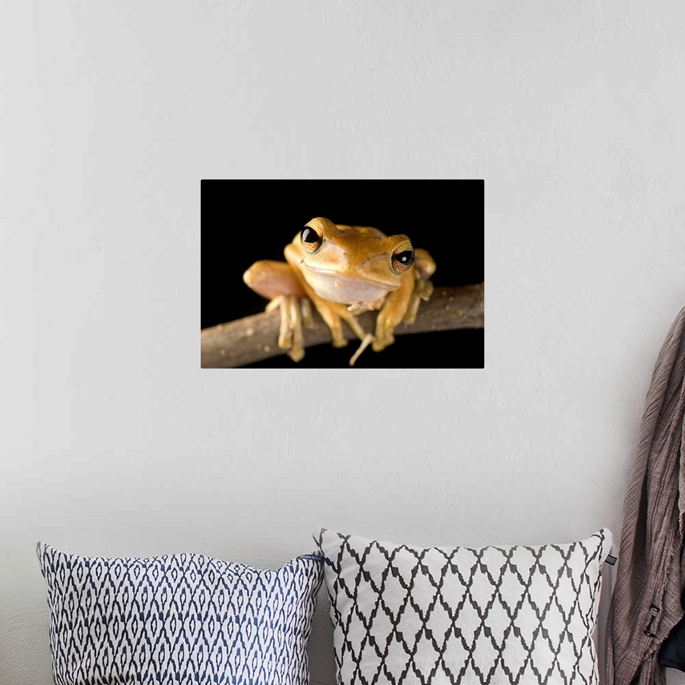 A bohemian room featuring A Malaysian golden gliding frog (Polypedates leucomystax).