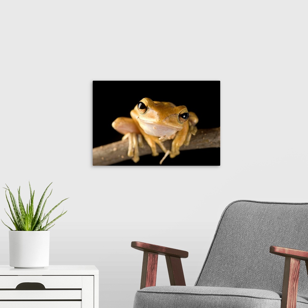 A modern room featuring A Malaysian golden gliding frog (Polypedates leucomystax).