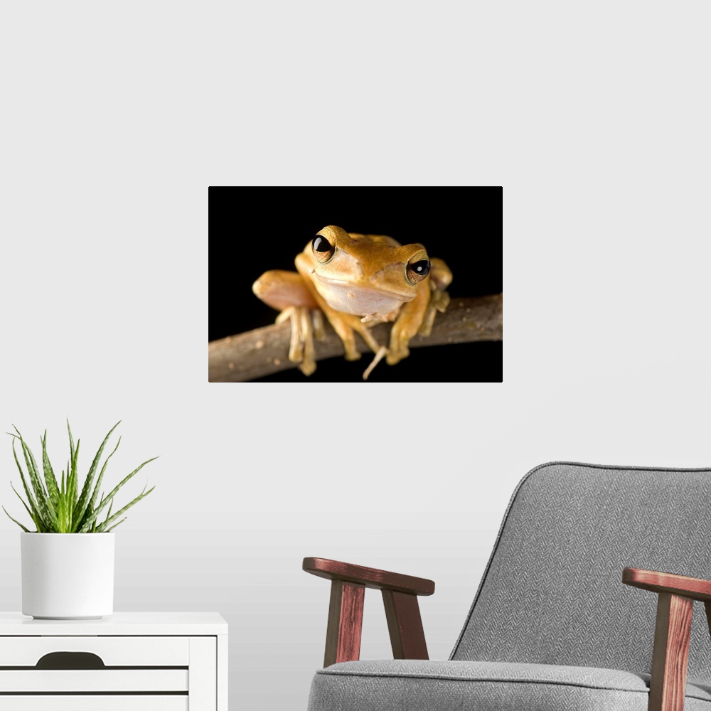 A modern room featuring A Malaysian golden gliding frog (Polypedates leucomystax).