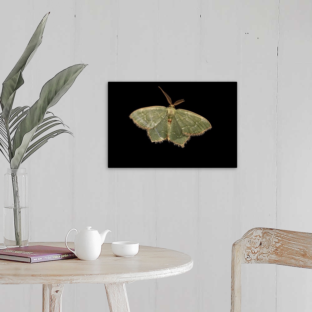 A farmhouse room featuring A male angle-winged emerald moth (Chloropteryx tepperaria) at the EW Shell Center in Auburn, Alab...