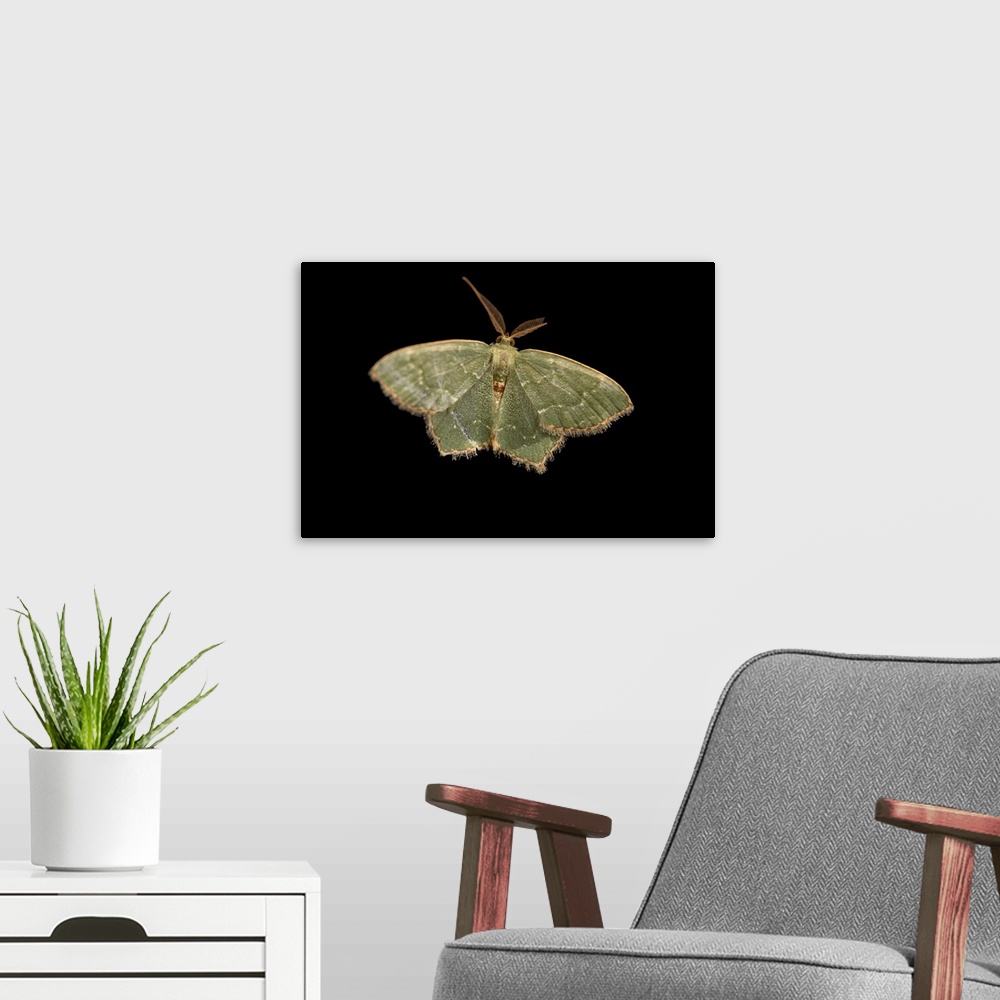 A modern room featuring A male angle-winged emerald moth (Chloropteryx tepperaria) at the EW Shell Center in Auburn, Alab...