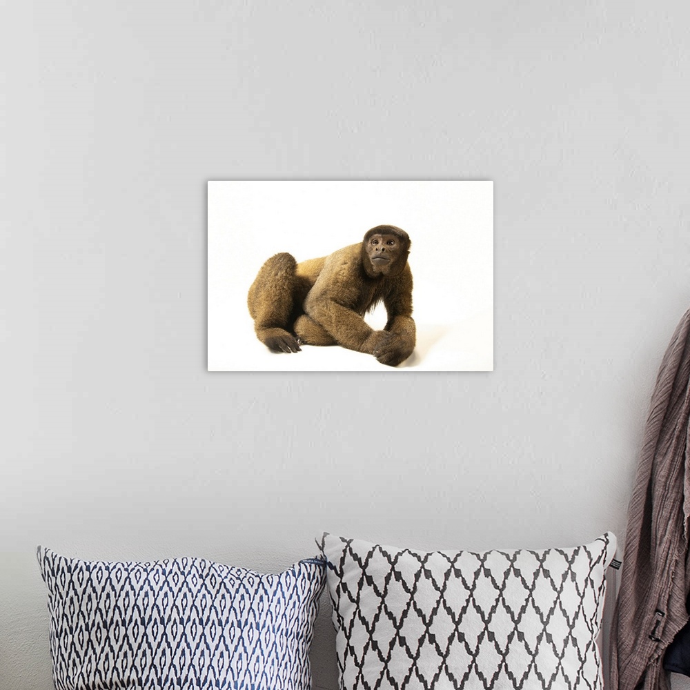A bohemian room featuring A male brown woolly monkey (Lagothrix lagotricha lagotricha) named Cesar photographed at Amazon S...