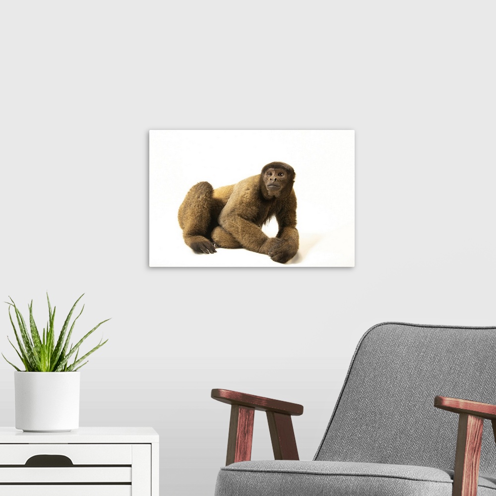 A modern room featuring A male brown woolly monkey (Lagothrix lagotricha lagotricha) named Cesar photographed at Amazon S...