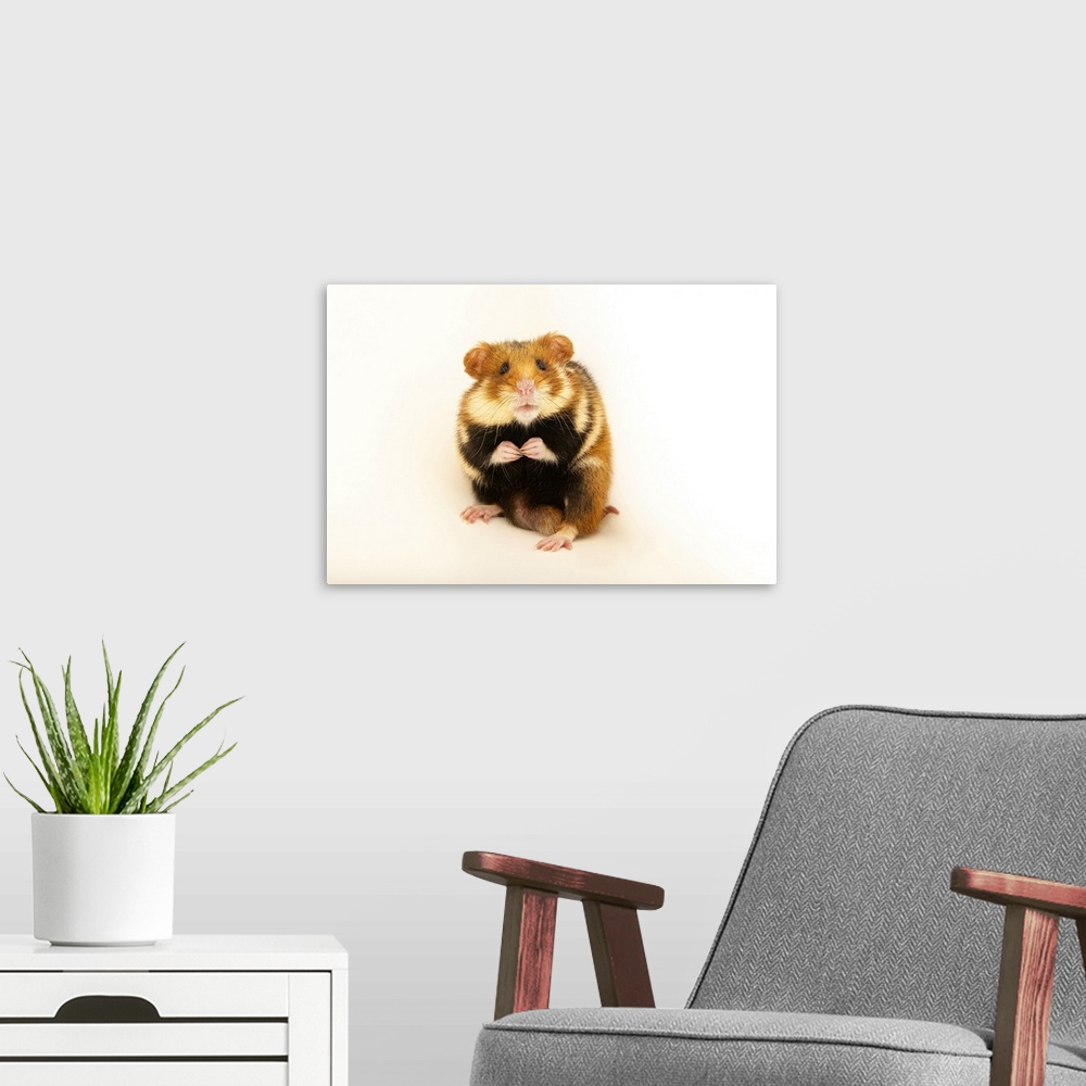 A modern room featuring A male common hamster (Cricetus cricetus) from the wild near Thuringia, Germany. This individual ...