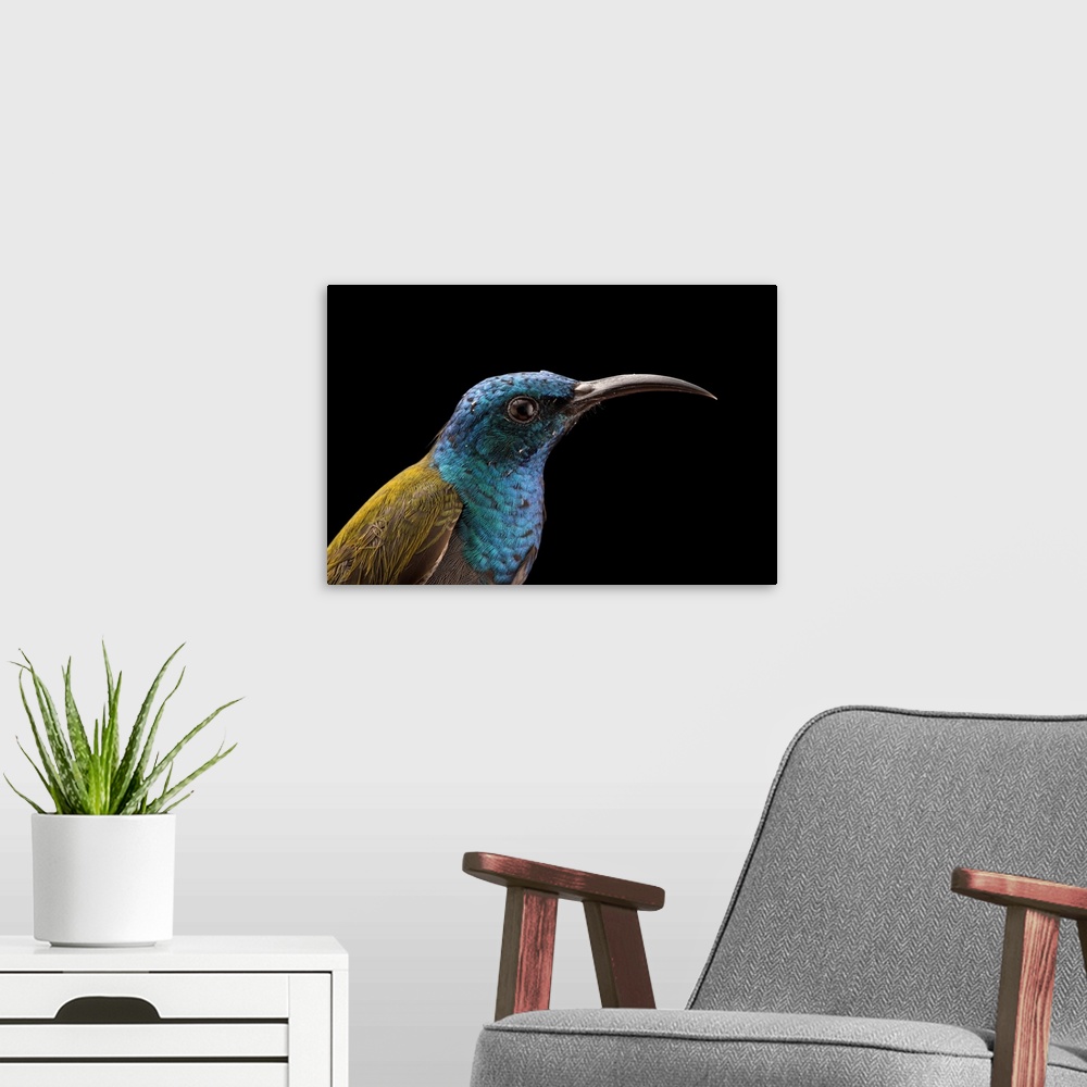 A modern room featuring A male green-headed sunbird, Cyanomitra verticalis.