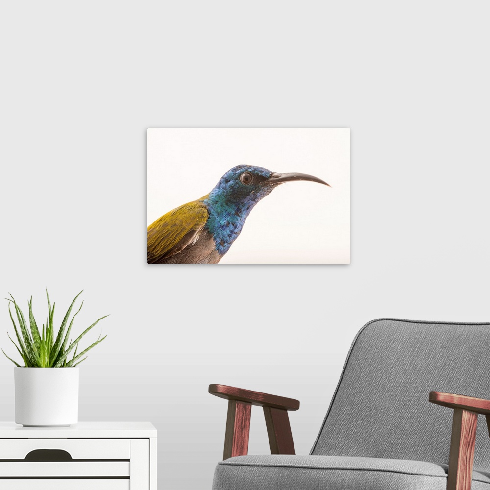 A modern room featuring A male green-headed sunbird, Cyanomitra verticalis.