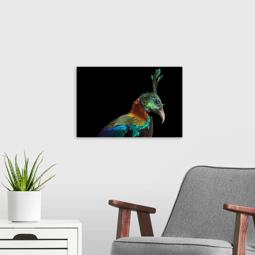 A modern room featuring A male Himalayan monal pheasant, Lophophorus impejanus, at Pheasant Heaven, a private pheasant br...