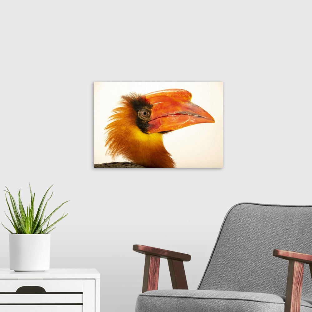 A modern room featuring A male Luzon rufous hornbill (Buceros hydrocorax) at the Avilon Zoo. This species is listed as vu...
