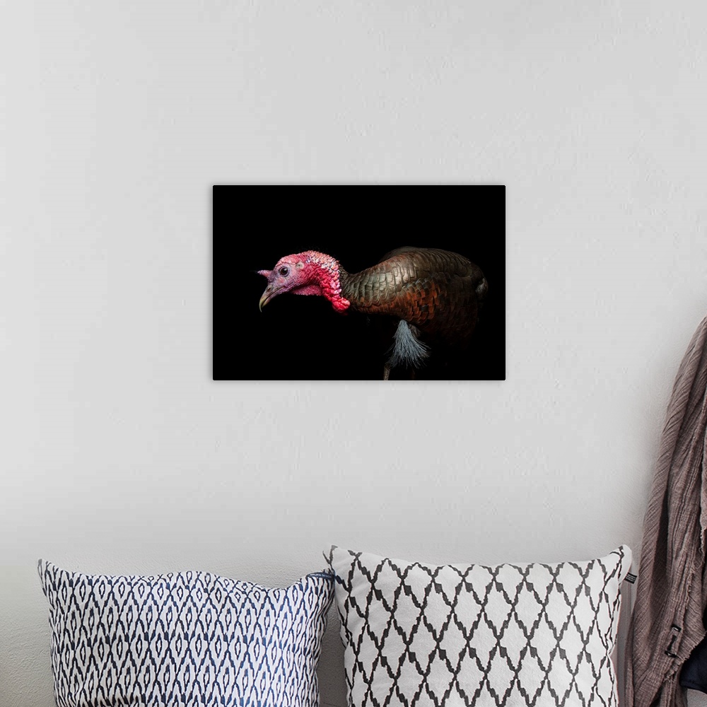 A bohemian room featuring A female Rio Grande wild turkey, Meleagris gallopavo intermedia.