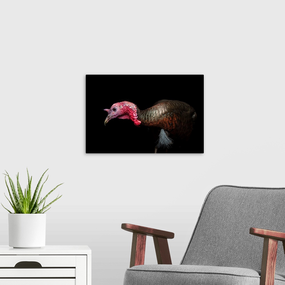 A modern room featuring A female Rio Grande wild turkey, Meleagris gallopavo intermedia.