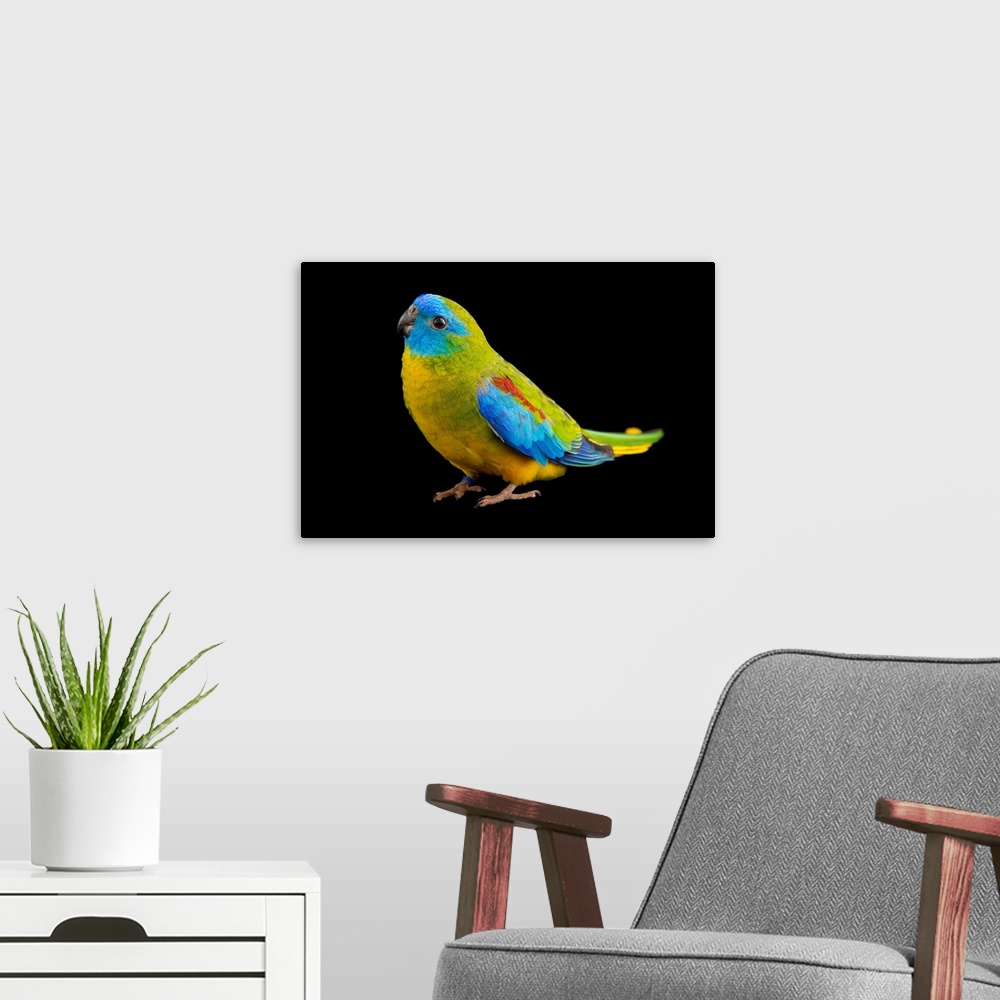 A modern room featuring A male, federally endangered turquoise parrot, Neophema pulchella, at Healesville Sanctuary.