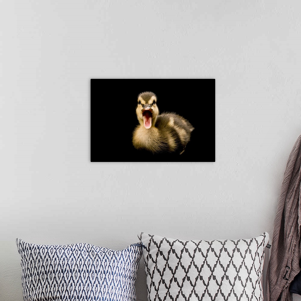 A bohemian room featuring A Mallard duckling, Anas platyrhynchos.