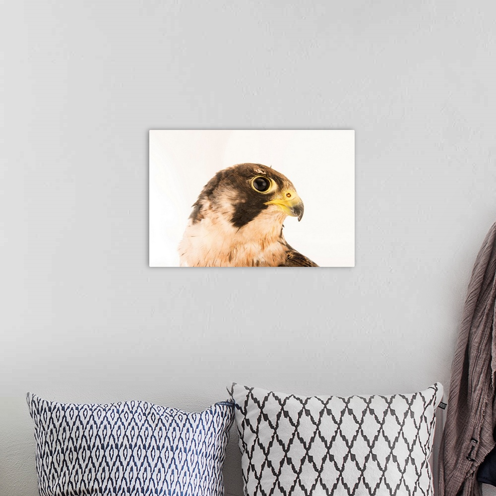 A bohemian room featuring A Peregrine falcon, Falco peregrinus brookei, at the Wildlife Rescue Center (LIPU) of Rome.