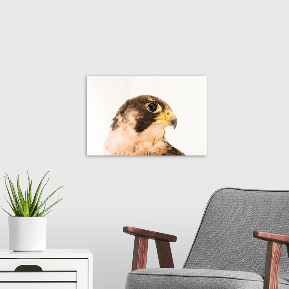 A modern room featuring A Peregrine falcon, Falco peregrinus brookei, at the Wildlife Rescue Center (LIPU) of Rome.