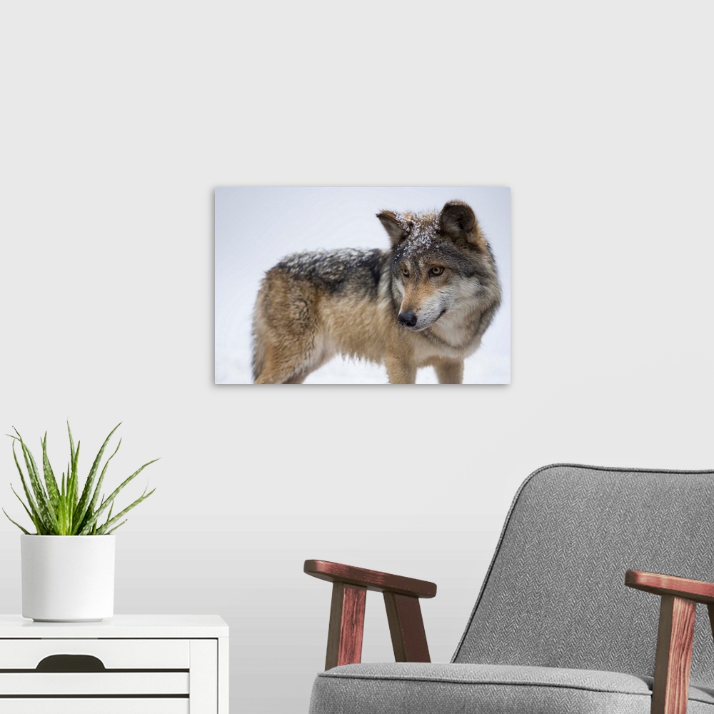 A modern room featuring A Mexican gray wolf, Canis lupus baileyi.