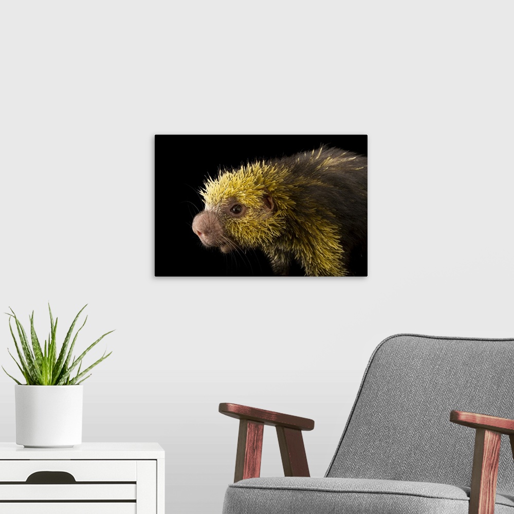 A modern room featuring A Mexican hairy dwarf porcupine (Coendou mexicanus) named Simon in the Kids Zoo section of the Ph...