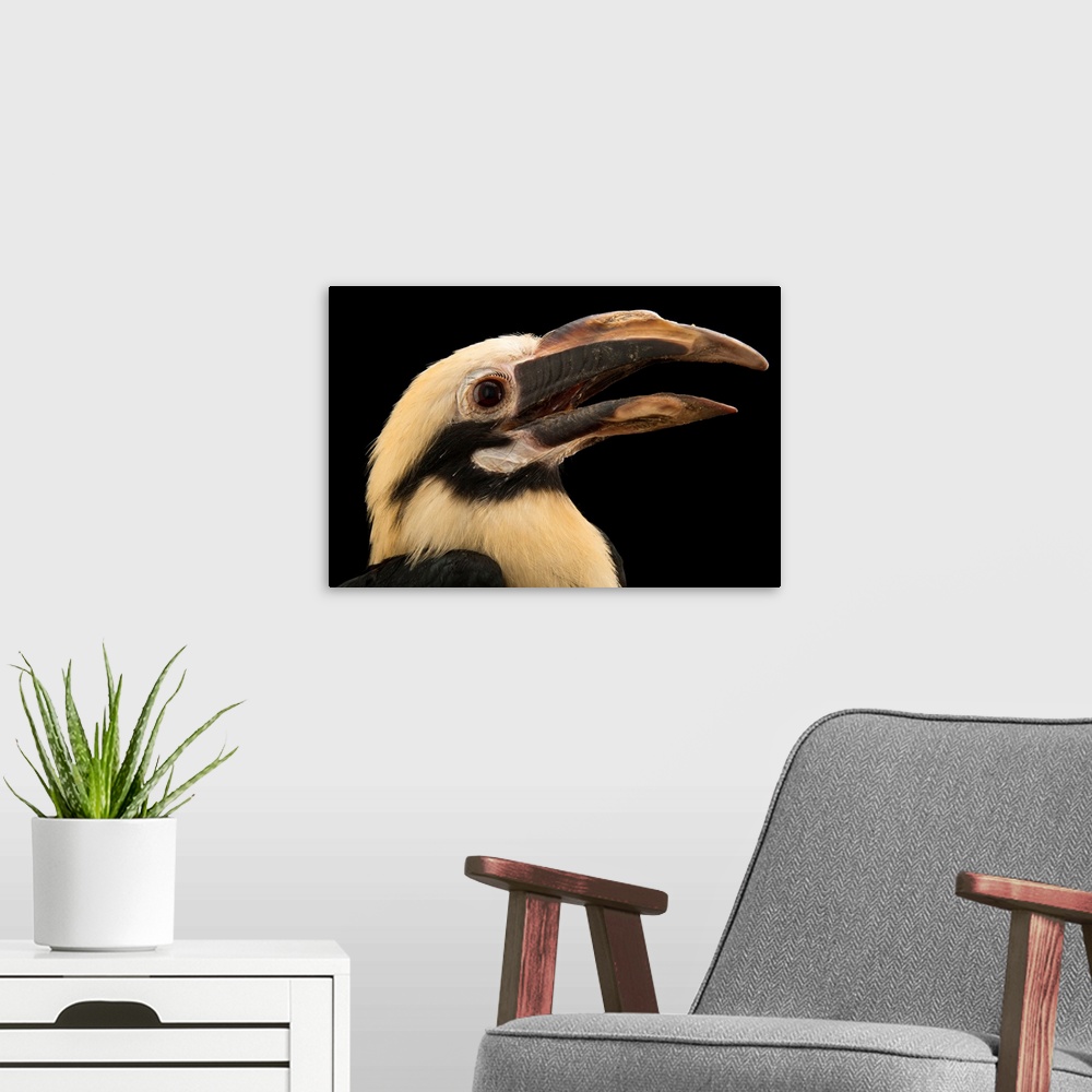 A modern room featuring A Mindanao tarictic hornbill, Penelopides affinis affinis.