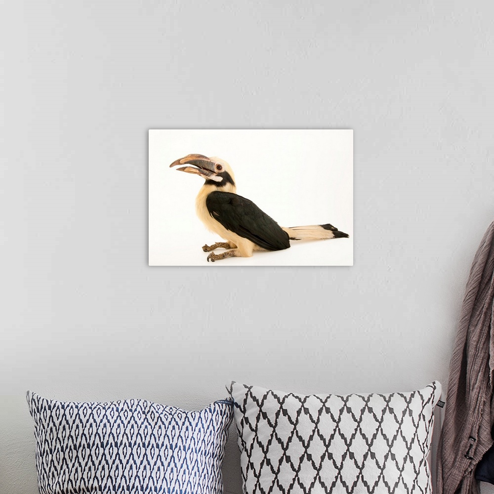 A bohemian room featuring A Mindanao tarictic hornbill, Penelopides affinis affinis.