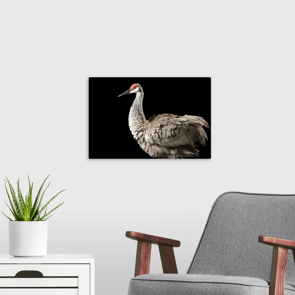 A modern room featuring An endangered Mississippi sandhill crane (Grus canadensis pulla), at the Audubon Center for Resea...