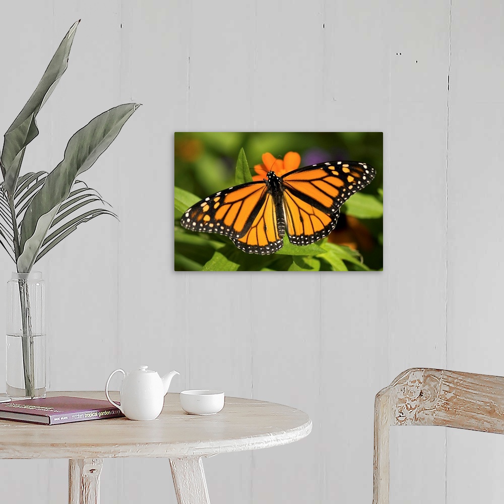 A farmhouse room featuring A monarch butterfly at the Lincoln Children's Zoo.