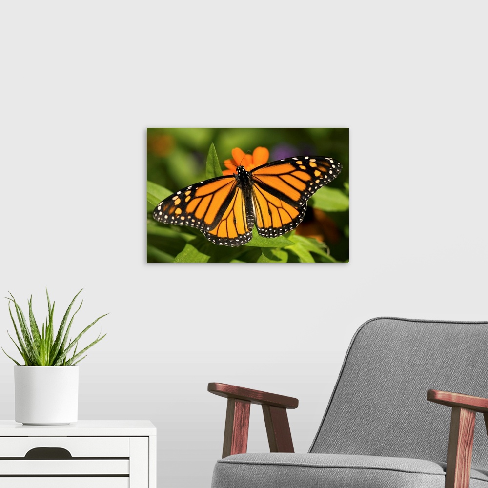 A modern room featuring A monarch butterfly at the Lincoln Children's Zoo.