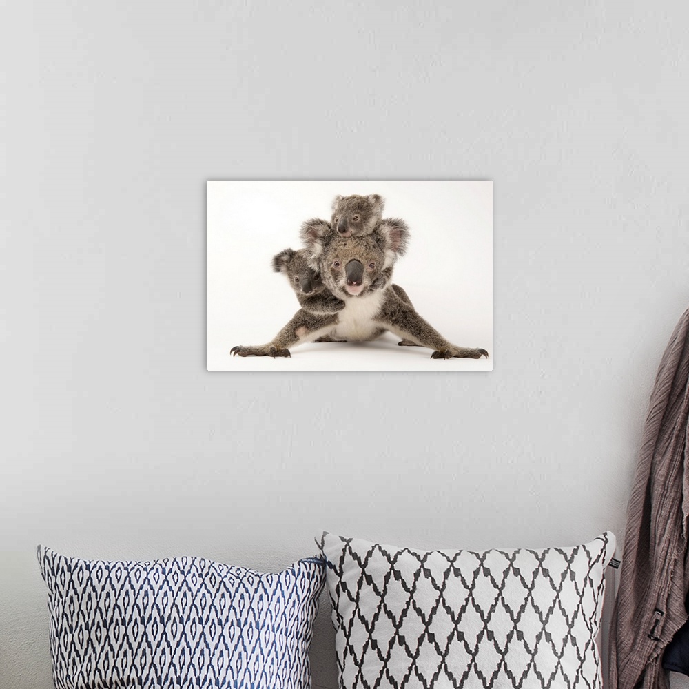 A bohemian room featuring Augustine, a mother koala with her young ones Gus and Rupert (one is adopted and one is her own o...