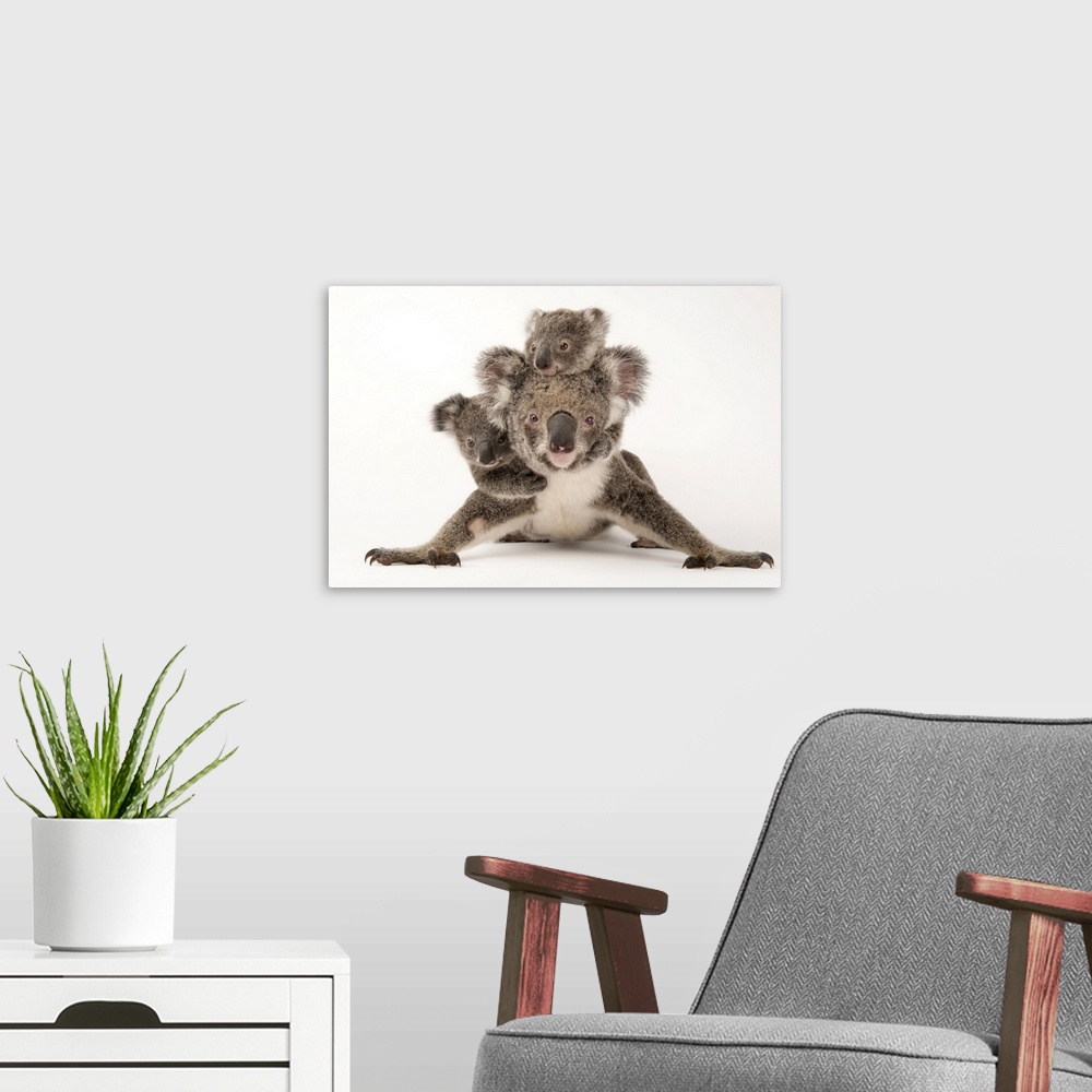 A modern room featuring Augustine, a mother koala with her young ones Gus and Rupert (one is adopted and one is her own o...