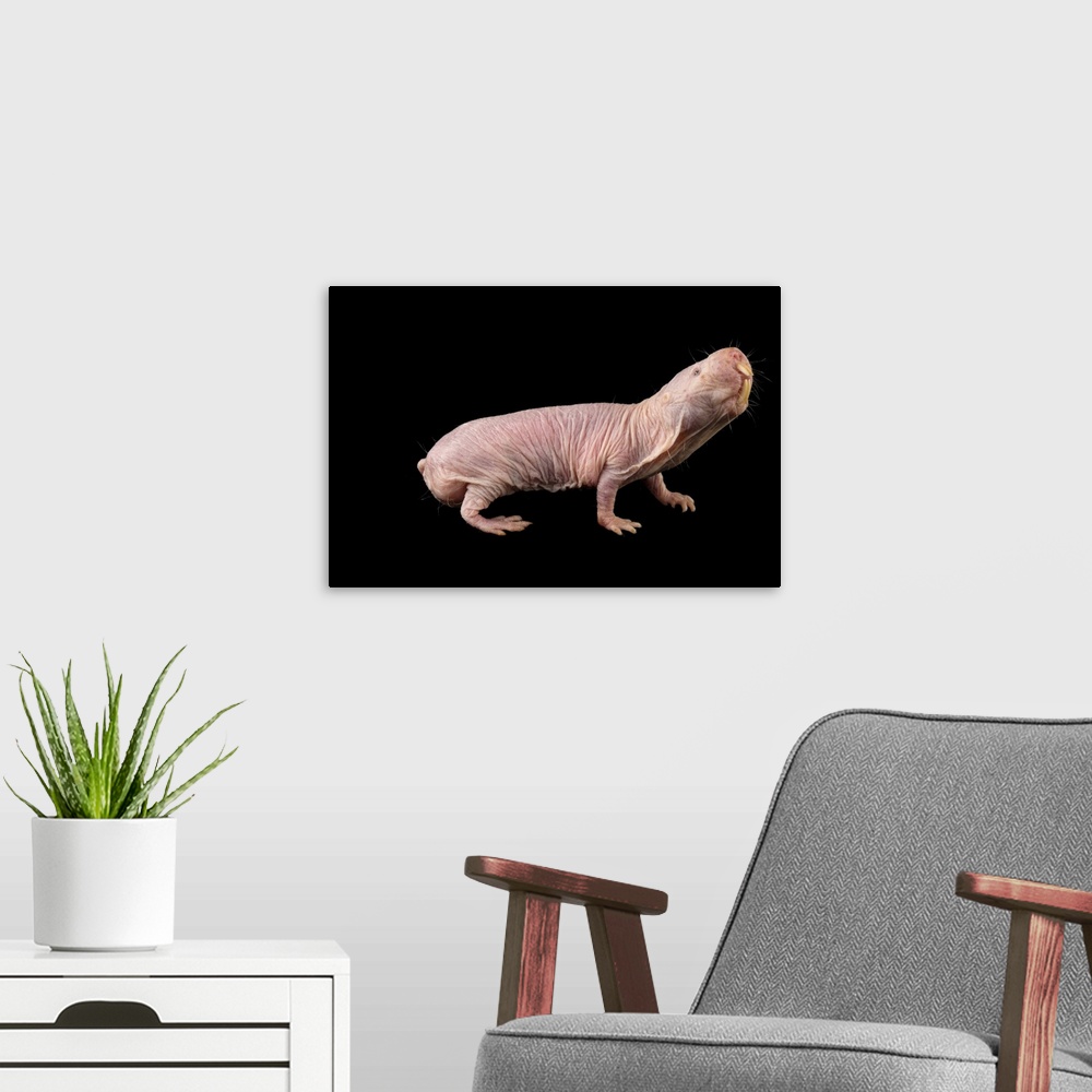 A modern room featuring A naked mole-rat (Heterocephalus glaber) at the Saint Louis Zoo.