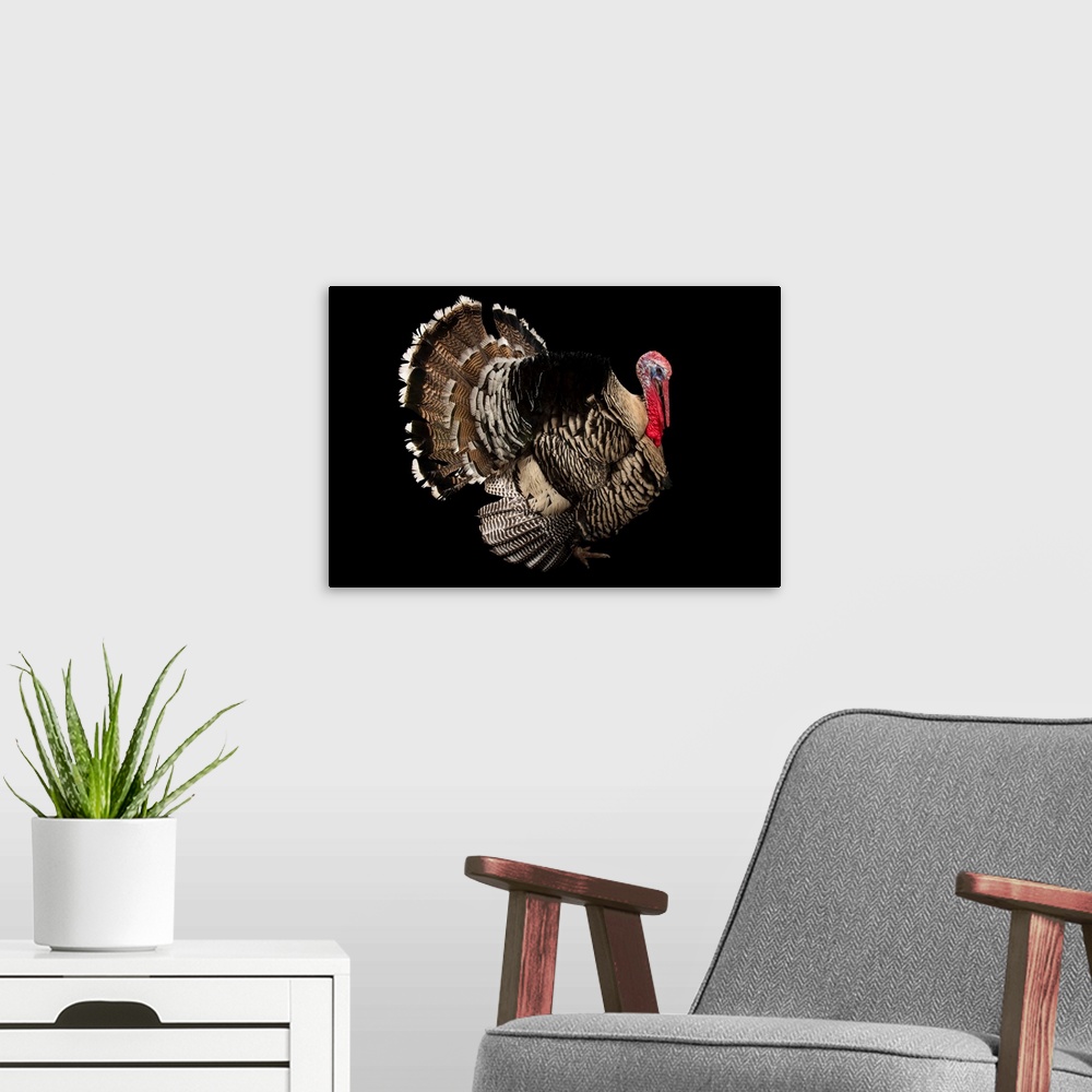 A modern room featuring A Narragansett turkey at the Knoxville Zoo. This is a breed of Meleagris gallopavo and is a cross...