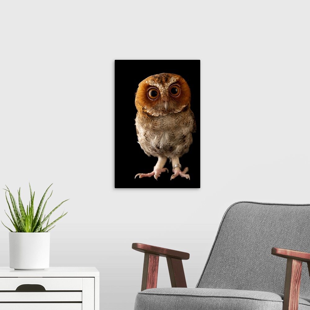 A modern room featuring A Negros scops owl (Otus nigrorum) at Negros Forest Park.